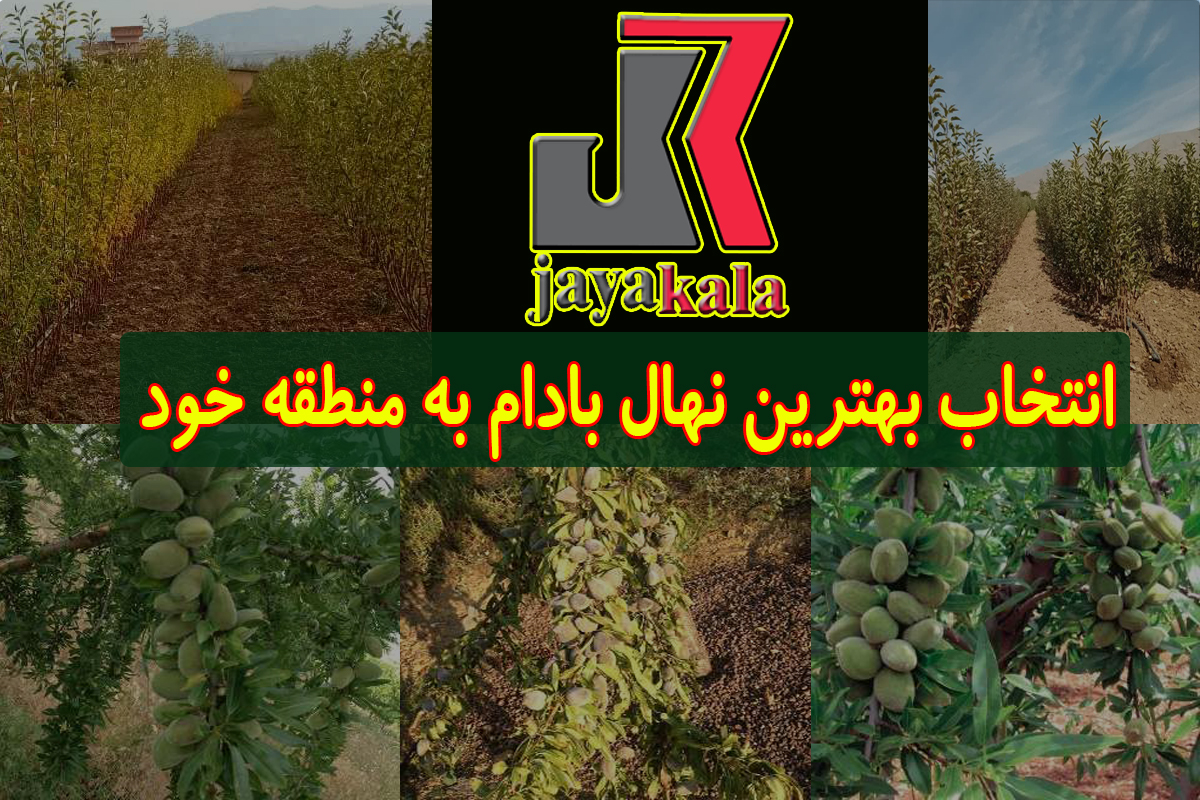 انتخاب بهترین نهال بادام برای مناطق مختلف ایران